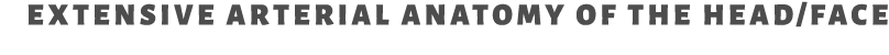 extensive arterial anatomy of the head/face