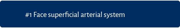 #1 Face superficial arterial system