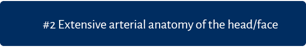 #2 Extensive arterial anatomy of the head/face