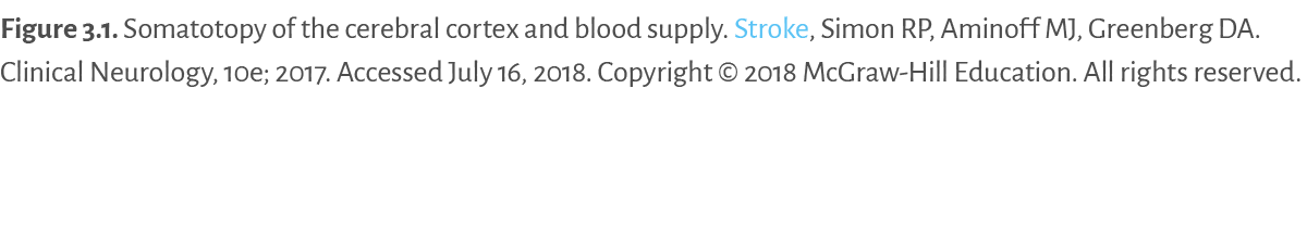 Figure 3.1. ﻿Somatotopy of the cerebral cortex and blood supply. Stroke, Simon RP, Aminoff MJ, Greenberg DA. Clinical...