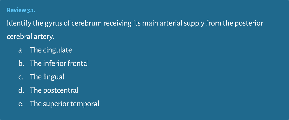 Review 3.1. Identify the gyrus of cerebrum receiving its main arterial supply from the posterior cerebral artery. a. ...