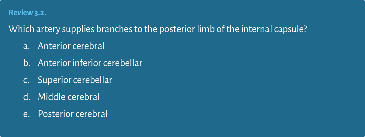 Review 3.2. Which artery supplies branches to the posterior limb of the internal capsule? a. Anterior cerebral b. Ant...