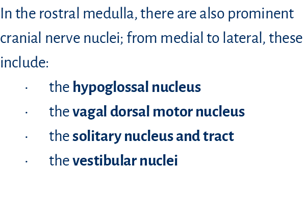 In the rostral medulla, there are also prominent cranial nerve nuclei; from medial to lateral, these include: • the h...