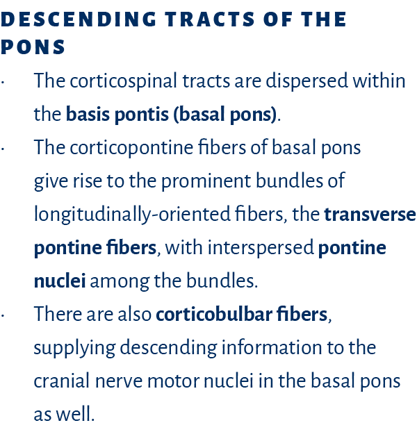 Descending Tracts of the Pons • The corticospinal tracts are dispersed within the basis pontis (basal pons). • The co...