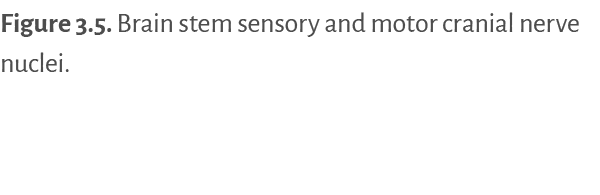 Figure 3.5. ﻿Brain stem sensory and motor cranial nerve nuclei. 