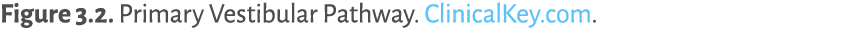 Primary Vestibular Pathway. ClinicalKey.com. 