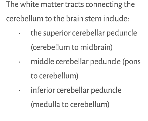 The white matter tracts connecting the cerebellum to the brain stem include: • the superior cerebellar peduncle (cere...