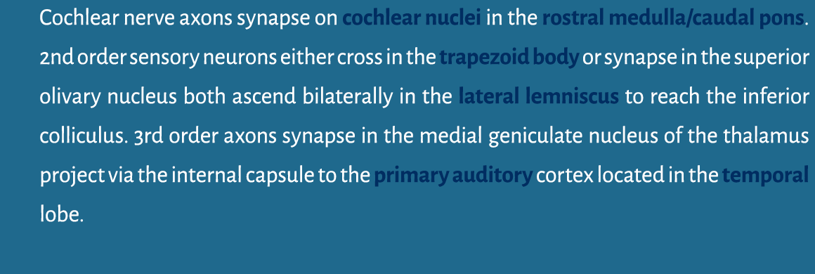 Cochlear nerve axons synapse on cochlear nuclei in the rostral medulla/caudal pons. 2nd order sensory neurons either ...