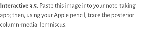 Interactive 3.5. Paste this image into your note taking app; then, using your Apple pencil, trace the posterior colum...