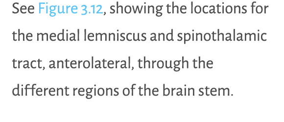 See Figure 3.12, showing the locations for the medial lemniscus and spinothalamic tract, anterolateral, through the d...