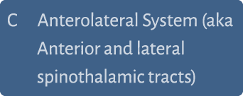 C Anterolateral System (aka Anterior and lateral spinothalamic tracts) 