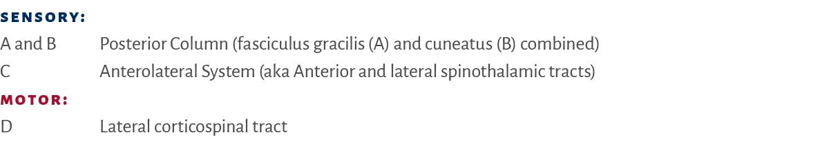 Sensory: A and B Posterior Column (fasciculus gracilis (A) and cuneatus (B) combined) C Anterolateral System (aka Ant...