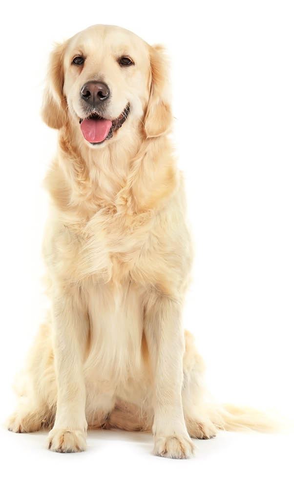 Golden retriever, isolated on white