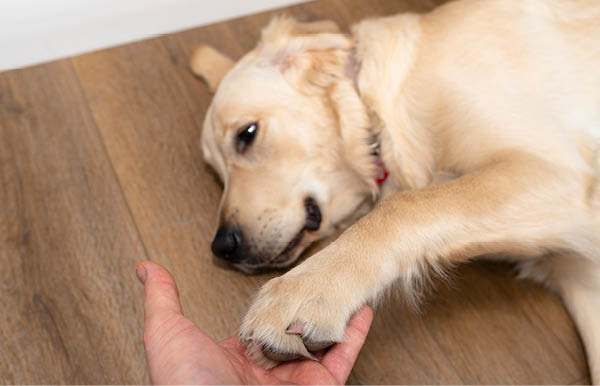 A young male golden retriever lies on modern vinyl panels in the living room of a home with the front paw on the mans hand.