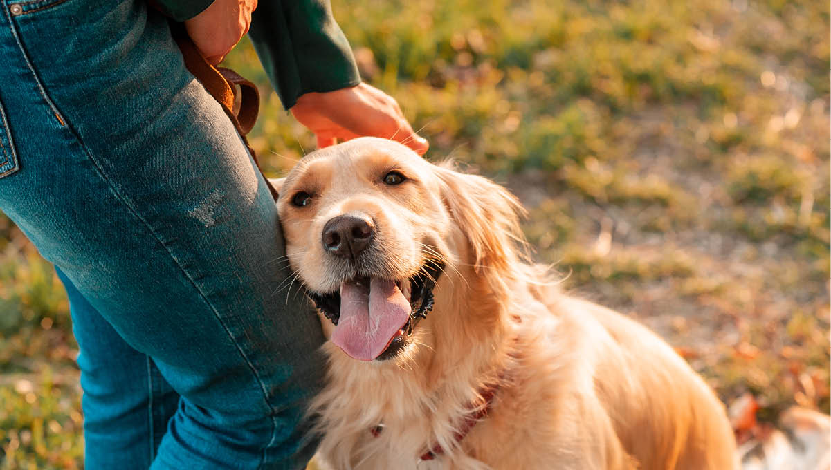 Closeup side view smilling portrait of Golden retriever dog in summer background. Smiling woman hugging her pet golden retriever dog with hand