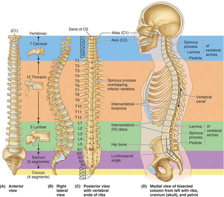 Lab 1: Vertebral column, spinal cord, spinal nerves, and back muscles ...