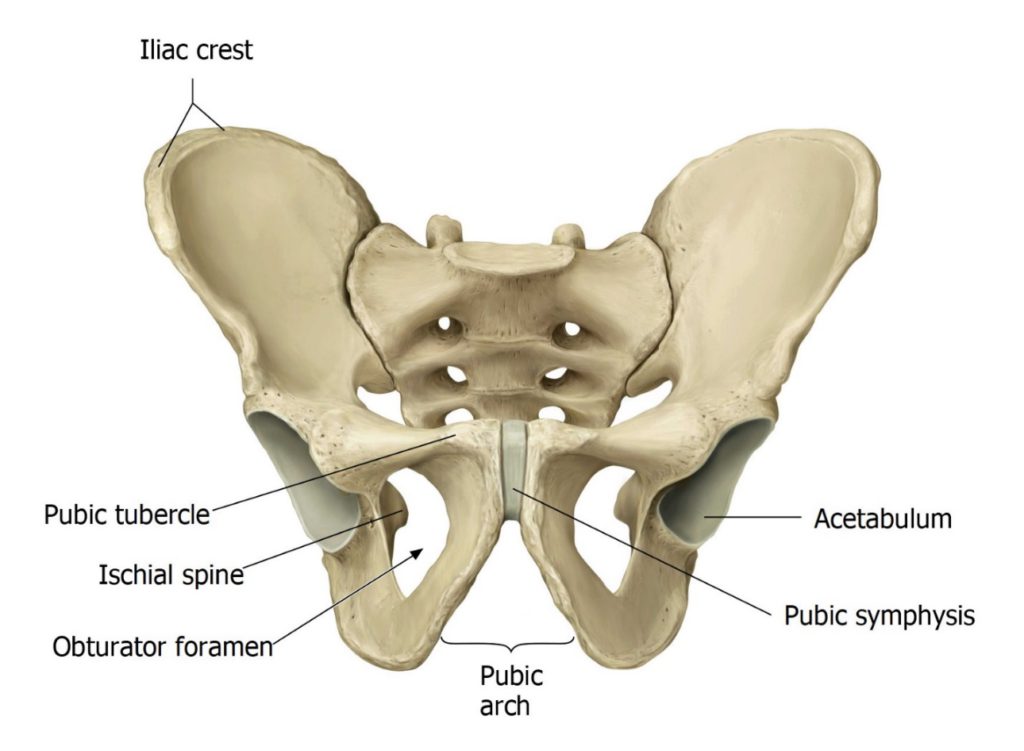 Lab 10: Pelvic cavity and perineum - Elson S. Floyd College Of Medicine ...