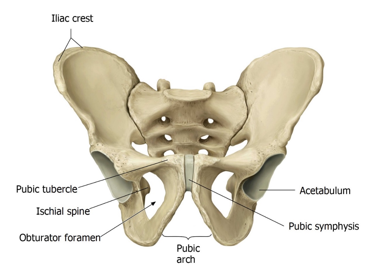 Lab 10: Pelvic cavity and perineum - Elson S. Floyd College Of Medicine ...