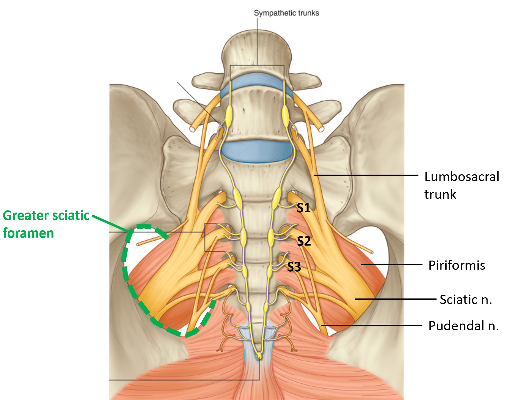 Нервные узлы сплетения. Мышцы крестца и копчика анатомия. Пояснично-крестцовое сплетение анатомия. Нервы пояснично-крестцового сплетения. Иннервация крестца.