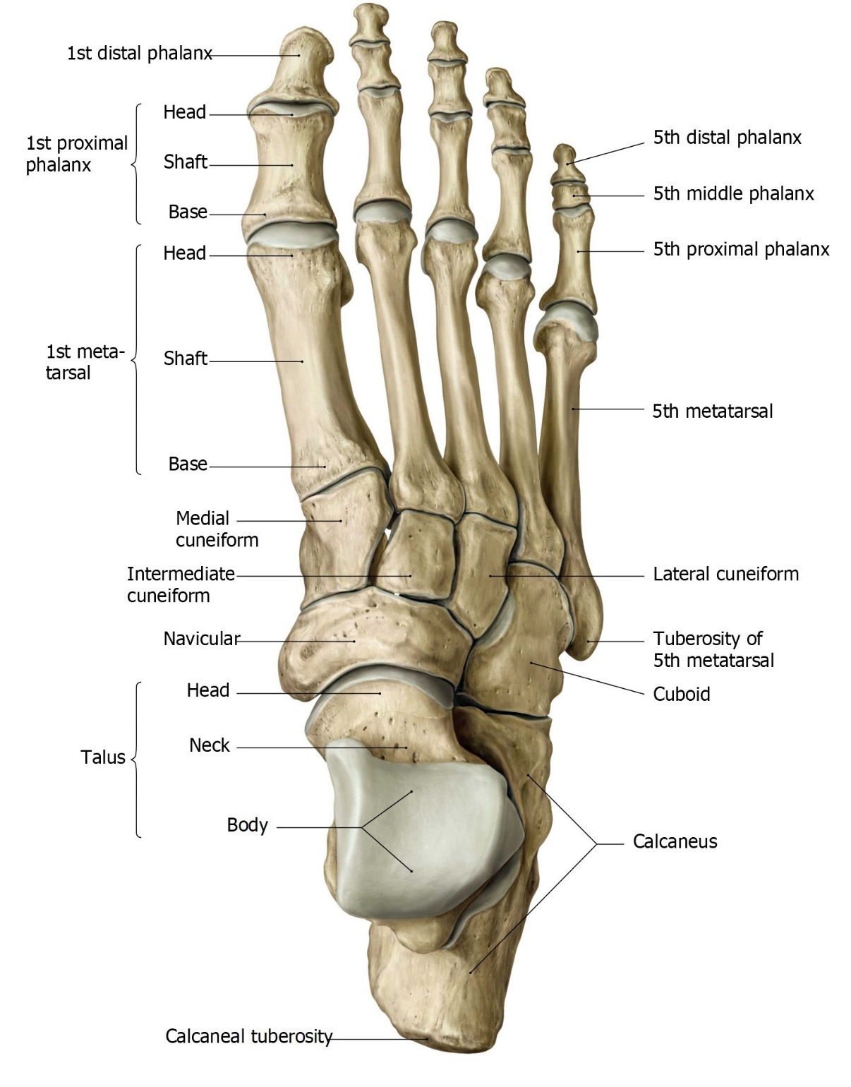 Клиновидные кости стопы анатомия