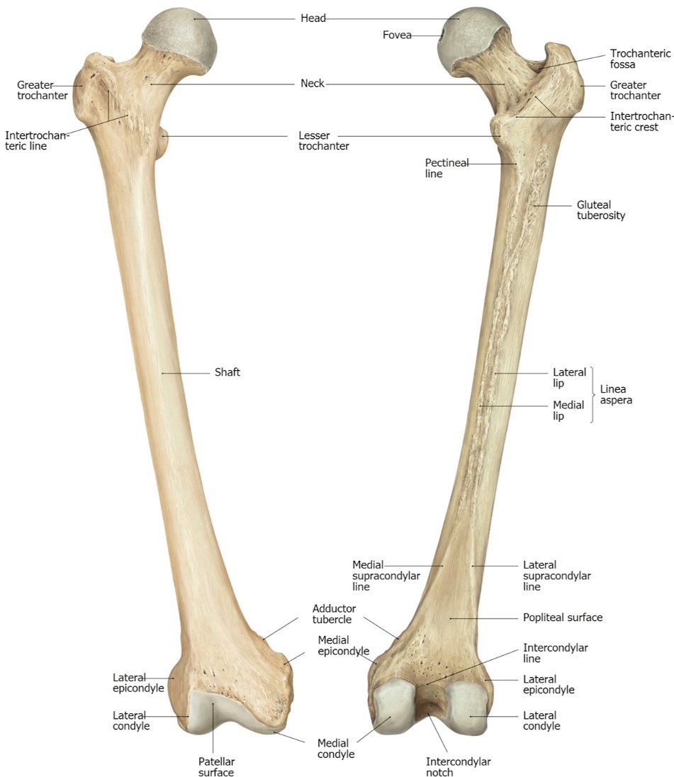 Lab 13: Gluteal region and posterior thigh - ESFCOM Learning