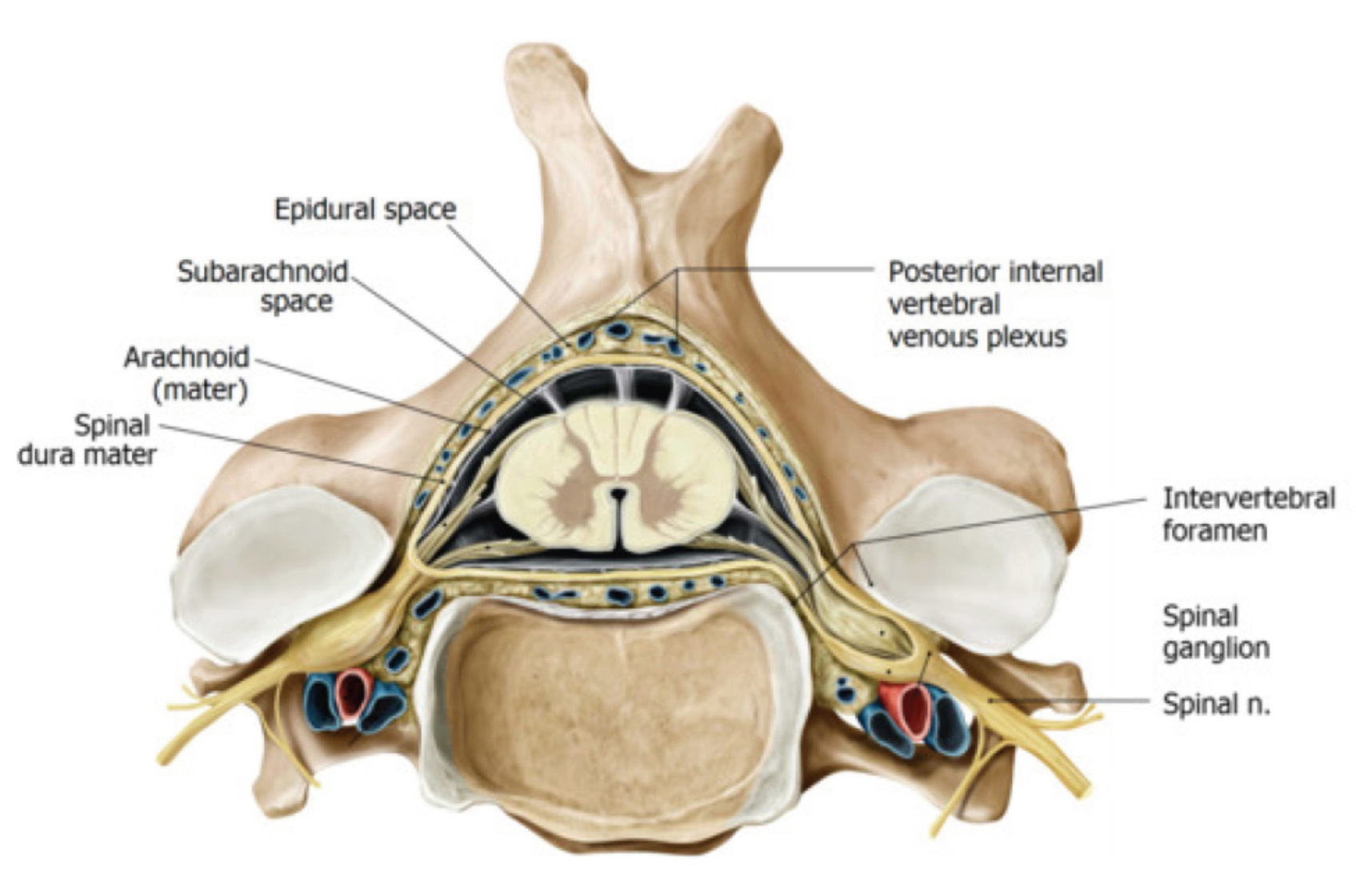 Dura перевод с латинского. Форамен интервертебрале. Arachnoidea spinalis. Medulla spinalis. Plexus venosus vertebralis.