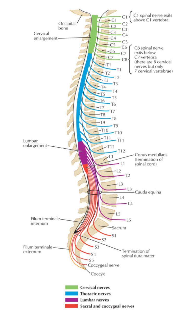 Lab 2: Vertebral Column; Spinal Cord; Spinal Nerves; Back Muscles ...