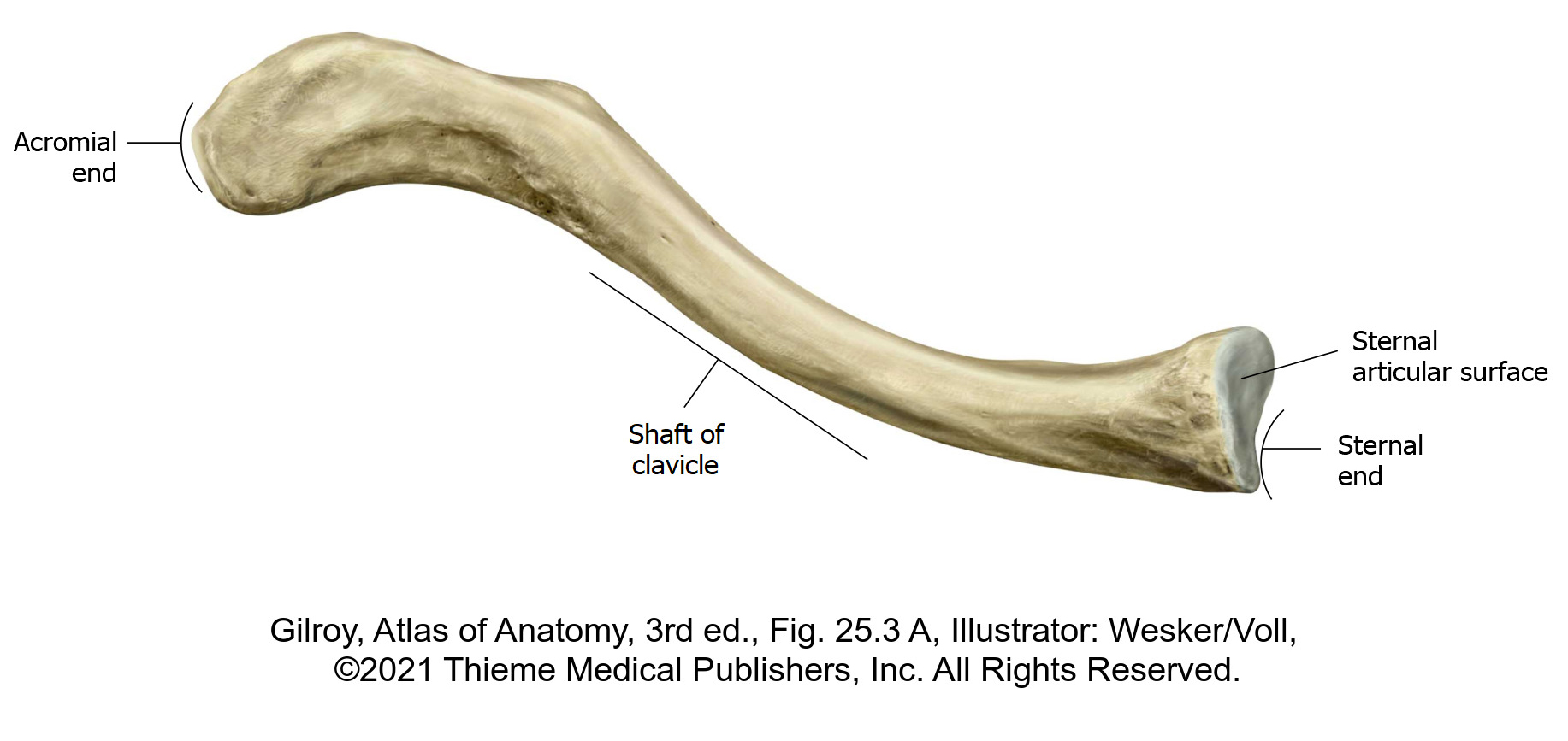 Lab 3: Dissection: Shoulder and Pectoral Region - Elson S. Floyd ...