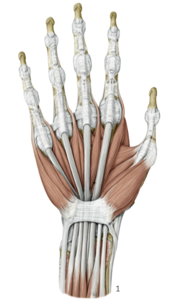 Anatomy Review and Application Exercises home - ESFCOM Learning