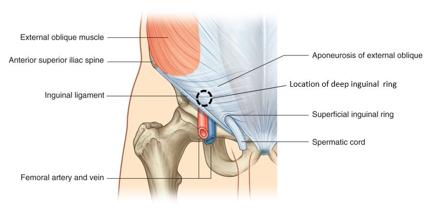 superficial inguinal ring