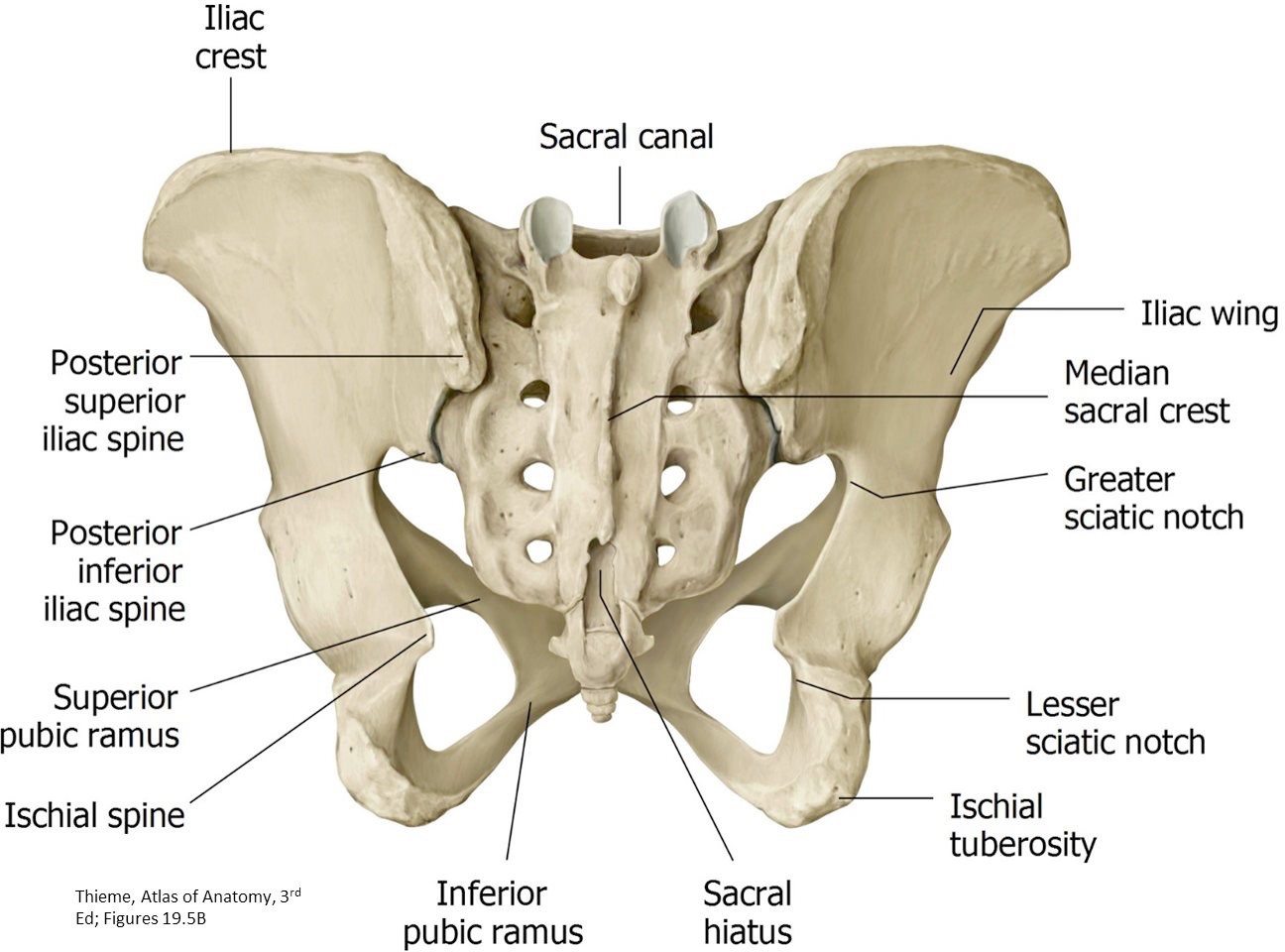 Lab 11: Prosection lab: Pelvic Skeleton, Pelvic Cavity, and Pelvic ...