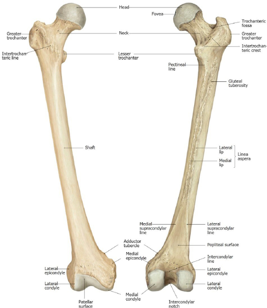 Popliteal Surface