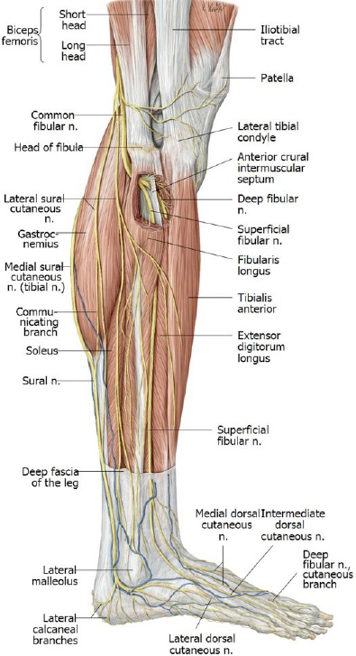 Lab 15: Anterior and Lateral Leg, Knee and Ankle Joints, and Dorsum of ...