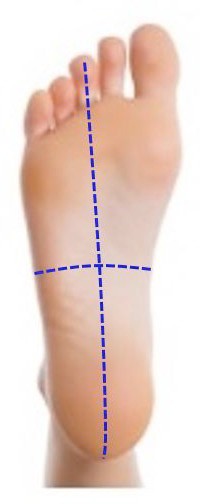 Lab 16: Posterior Leg and Plantar Foot - Elson S. Floyd College Of ...