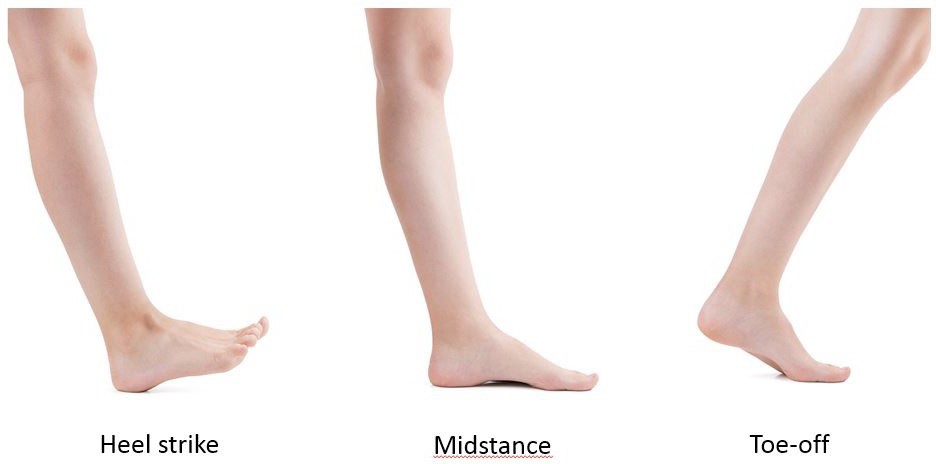 Lab 16: Posterior Leg and Plantar Foot - Elson S. Floyd College Of ...