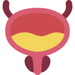 bladder icon