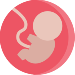 illustration of fetus and umbilical cord