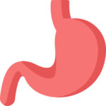 illustration of stomach
