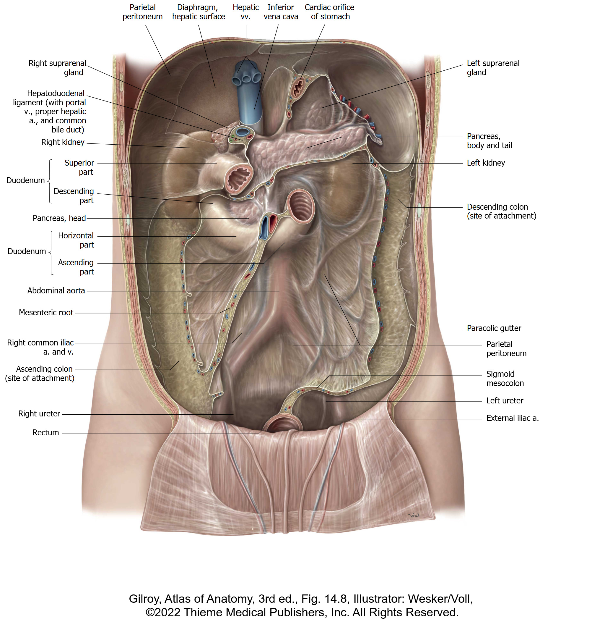Брюшной на латыни. Атлас органов брюшной полости. Брюшина анатомия человека атлас. Анатомия брюшной полости Синельников. Органы брюшной полости Синельников.