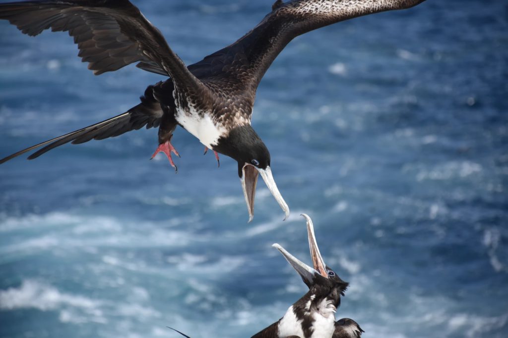 tan-hospital-culture-birds-fighting-image