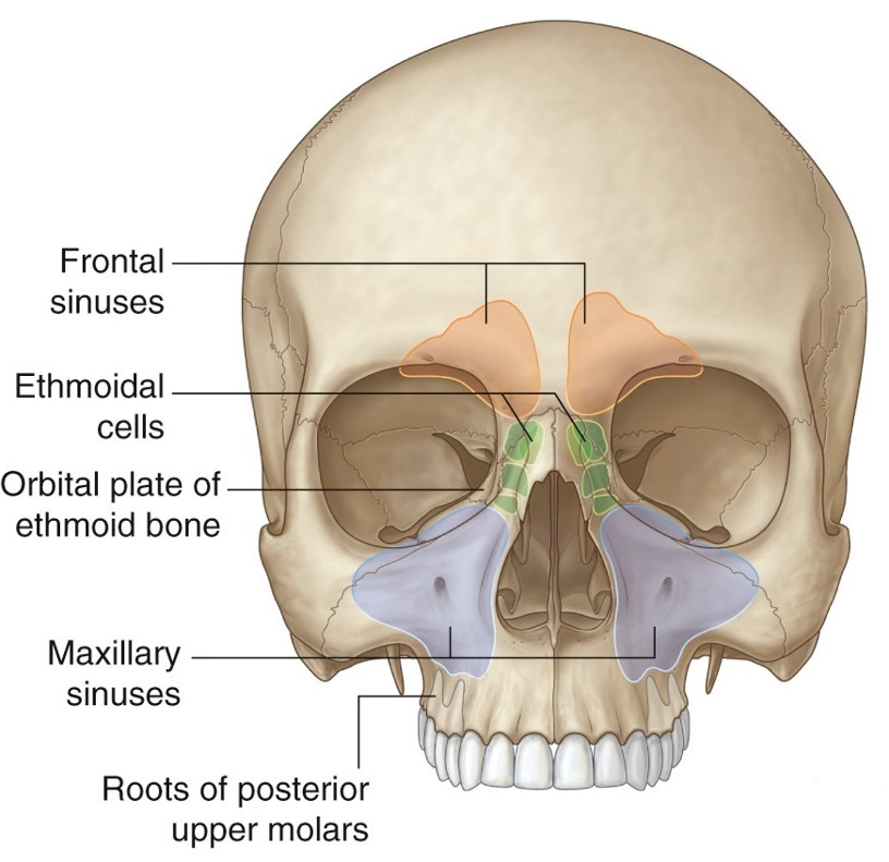 Lab 20: Dissection: Nose, Nasal Cavities, Paranasal Sinuses, Pharynx ...