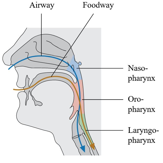 Lab 20: Dissection: Nose, Nasal Cavities, Paranasal Sinuses, Pharynx ...