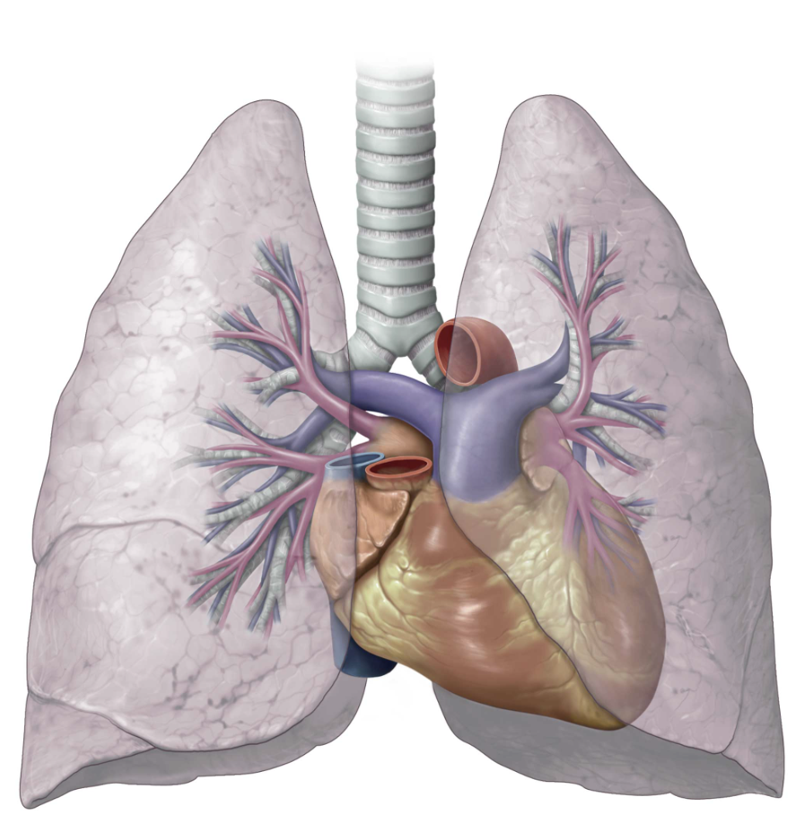 Dissector 2021-22 Lesson - Medicine Digital Learning