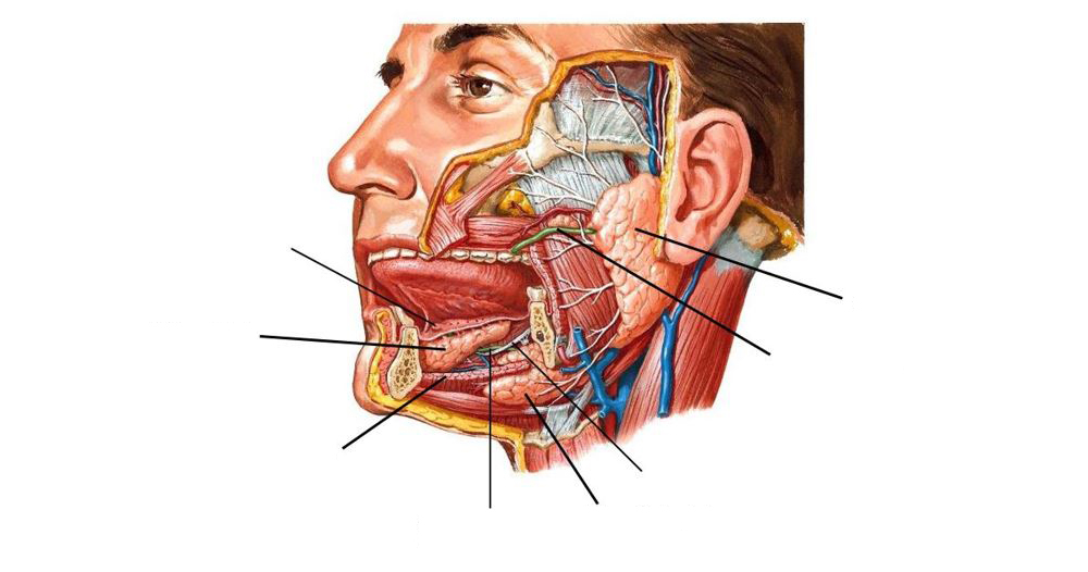 Lab 22, Station 5: Oral Region and Salivary Glands—Lateral View - Elson ...