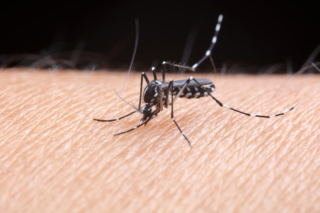 aedes-albopictus-image