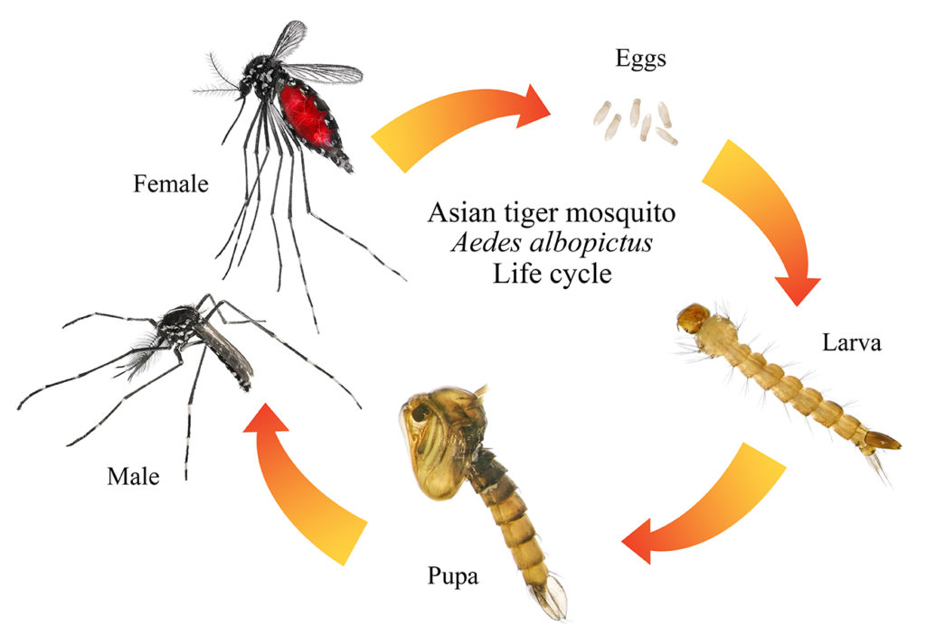 asian-tiger-mosquito-life-cycle-image