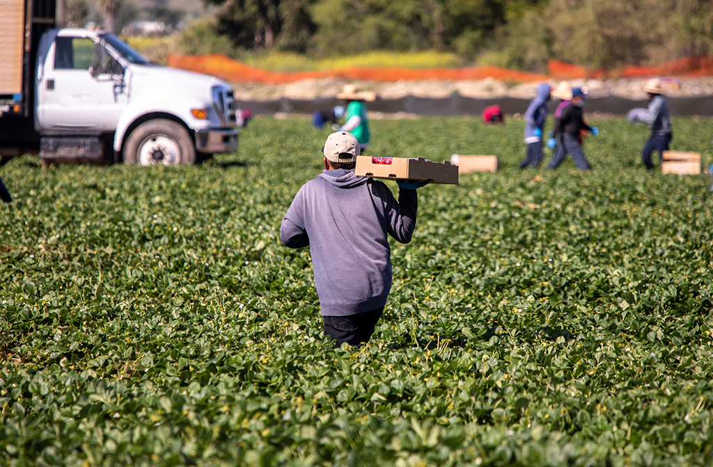 planetary-health-vector-borne-farm-worker
