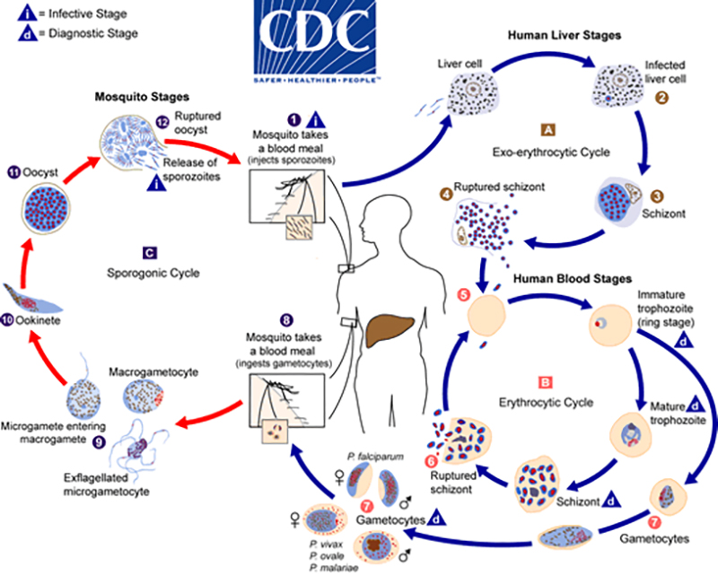 planetary-health-vector-borne-malaria-infection-study