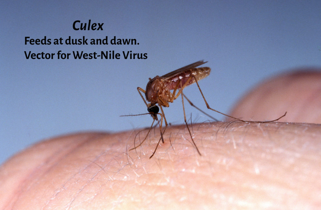 Mosquito, culex quinquefasciatus, Adult bitting Skin, Florida