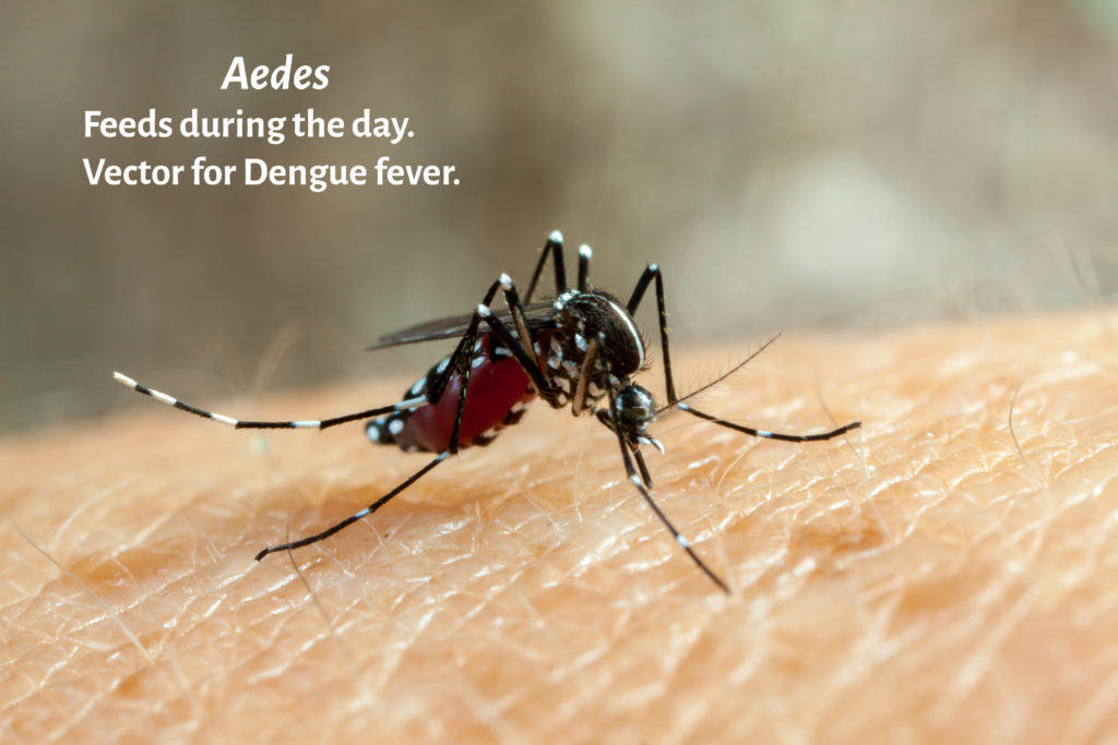 Dengue, zika and chikungunya fever mosquito (aedes aegypti) bitt